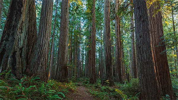 Redwood National Park 