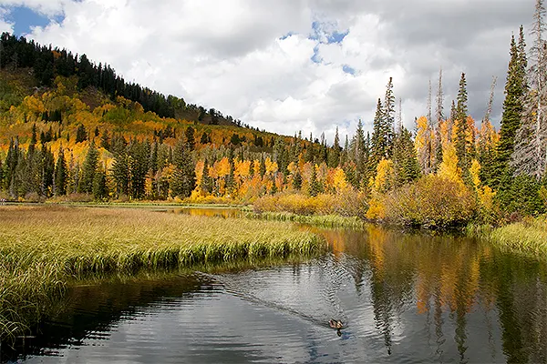 The Big Cottonwood Canyon