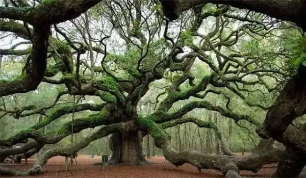 Angel Oak